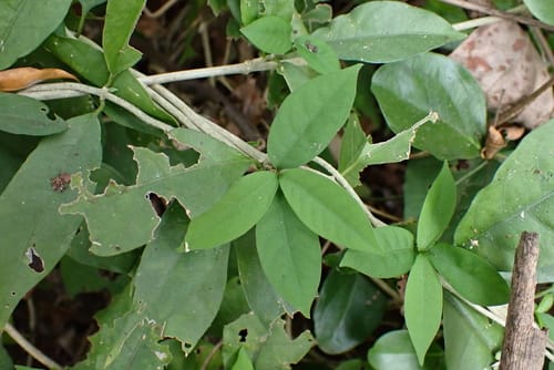Vallaris solanacea (Bread flower vine) — photo