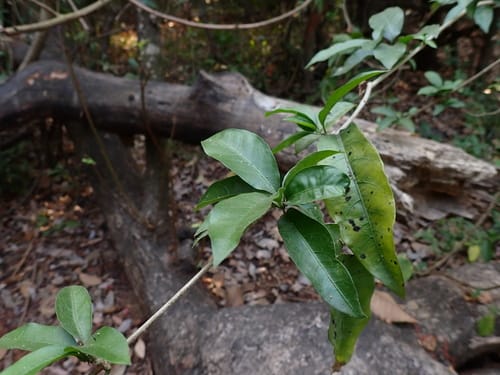 Vallaris solanacea (Bread flower vine) — photo