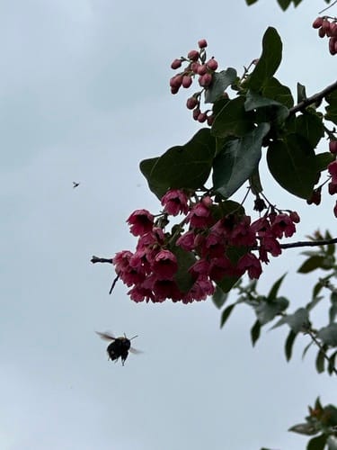 Vallea stipularis (Stipulate vallea) — photo