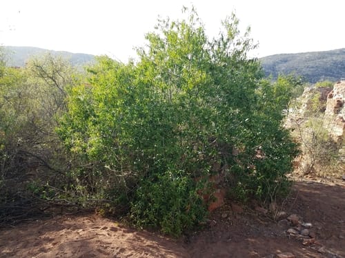 Vallesia glabra (Glabrous vallesia) — photo