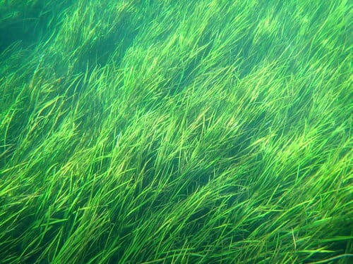 Vallisneria americana (Water celery) — photo
