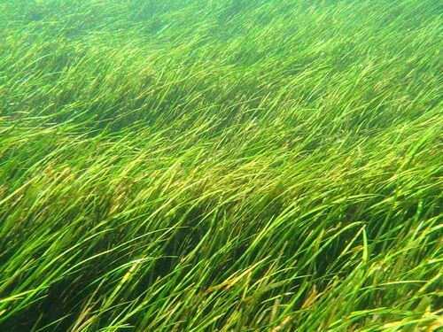 Vallisneria americana