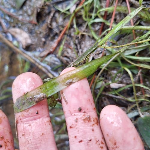 Vallisneria nana (Cat Weed) — photo