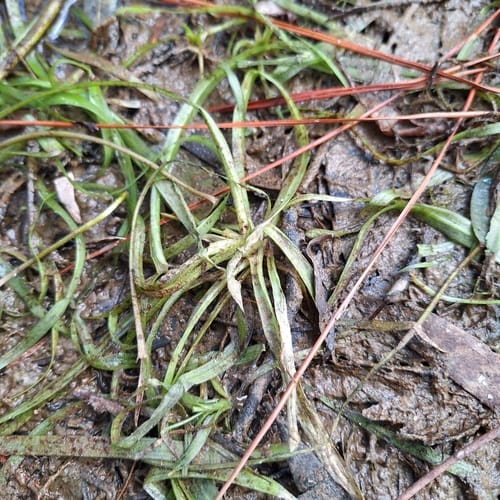 Vallisneria nana (Cat Weed) — photo