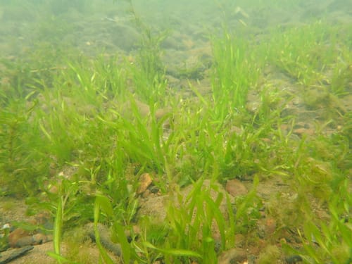 Vallisneria natans — photo