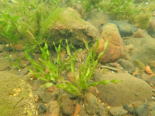 Vallisneria natans — photo
