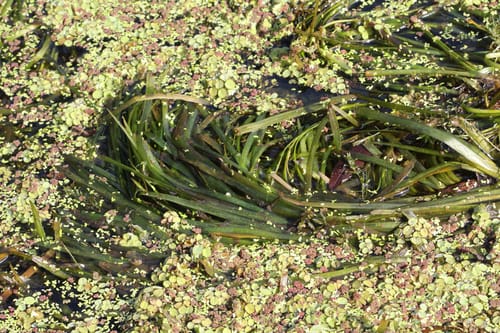 Vallisneria spiralis (Eel grass) — photo