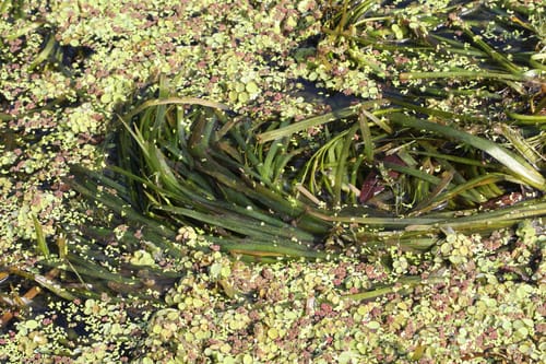 Vallisneria spiralis (Eel grass) — photo