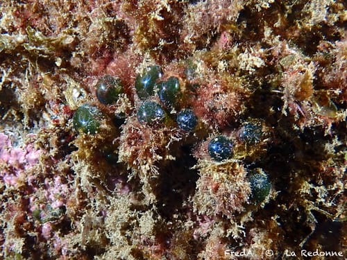 Valonia macrophysa — photo