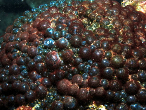 Valonia macrophysa