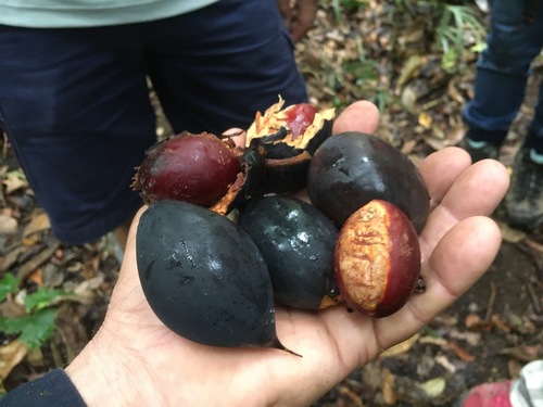 Van-royena castanosperma