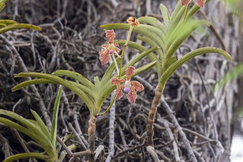 Vanda tessellata — photo