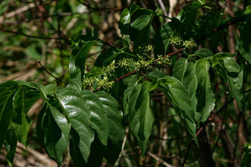 Vangueria apiculata (Tangle-flowered wild medlar) — photo