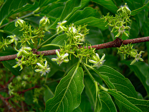 Vangueria apiculata