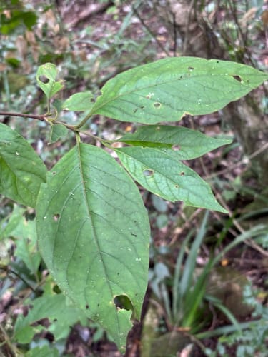Vangueria bowkeri (Forest crowned medlar) — photo