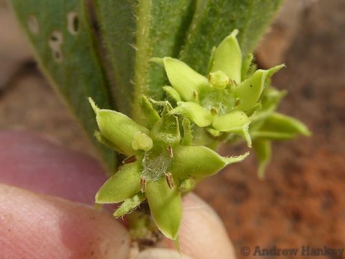 Vangueria bowkeri