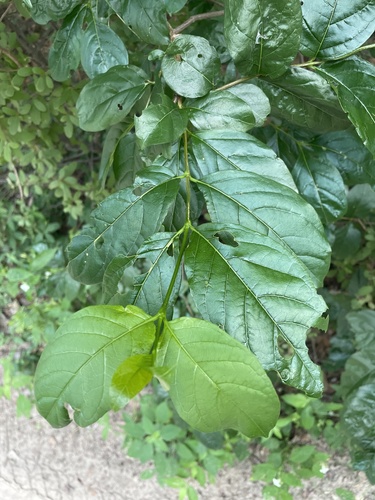 Vangueria cyanescens (Smooth wild medlar) — photo