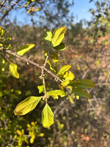 Vangueria dryadum (Woodland pendent-medlar) — photo