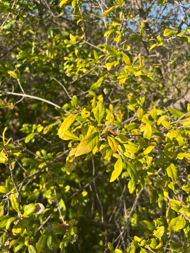Vangueria dryadum (Woodland pendent-medlar) — photo