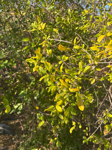 Vangueria dryadum