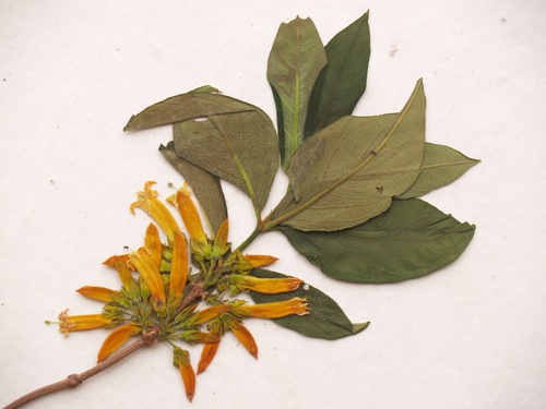 Vangueria ferruginea — photo