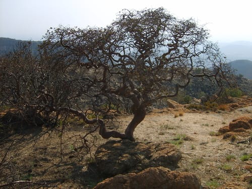 Vangueria infausta