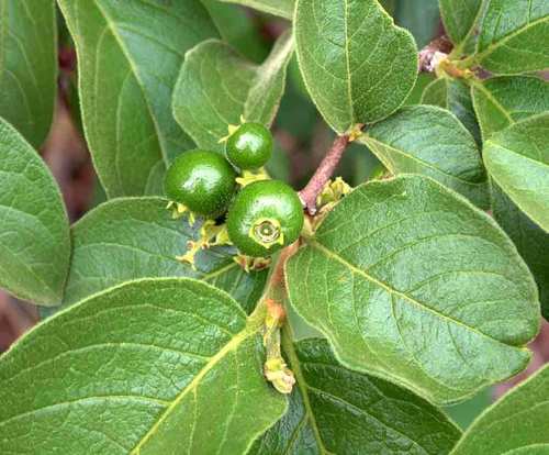 Vangueria infausta subsp. infausta (Wild medlar) — photo
