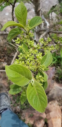 Vangueria infausta subsp. infausta