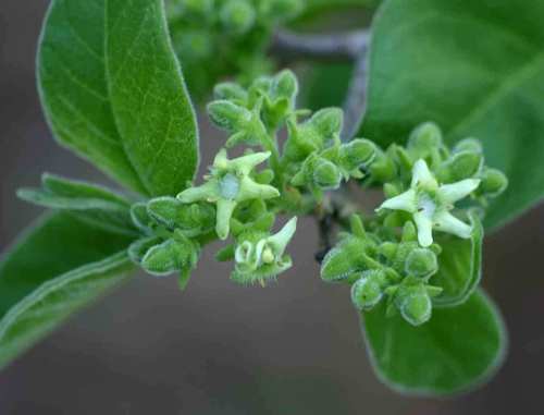 Vangueria infausta subsp. rotundata — photo
