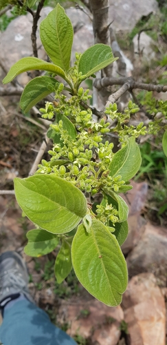 Vangueria infausta (Small wild medlar) — photo