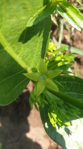 Vangueria latifolia (Dwarf medlar) — photo