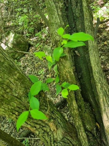 Vangueria macrocalyx (Crowned false medlar) — photo