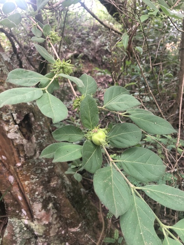 Vangueria macrocalyx
