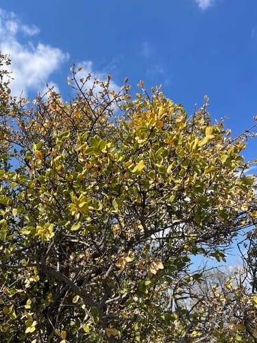 Vangueria parvifolia (Mountain medlar) — photo