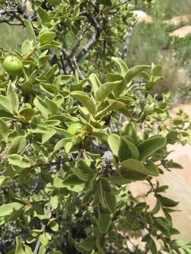 Vangueria parvifolia