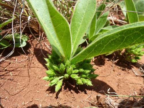Vangueria pygmaea