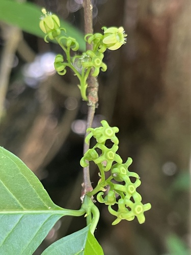 Vangueria randii subsp. chartacea