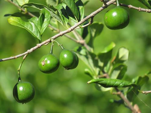 Vangueria randii subsp. chartacea (Coastal wild medlar) — photo