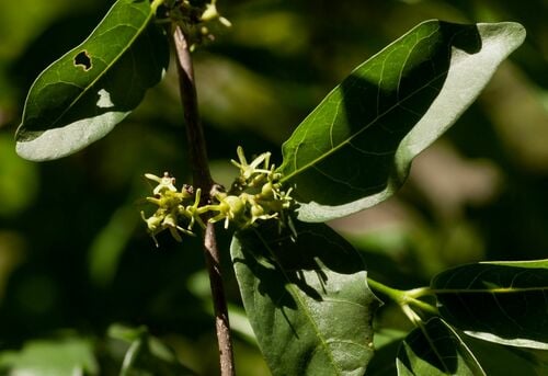 Vangueria randii subsp. chartacea (Coastal wild medlar) — photo