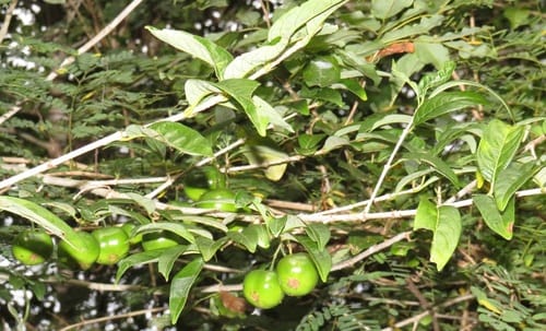 Vangueria randii