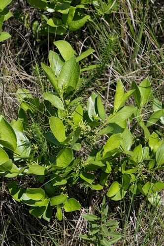 Vangueria venosa (Wild medlar) — photo