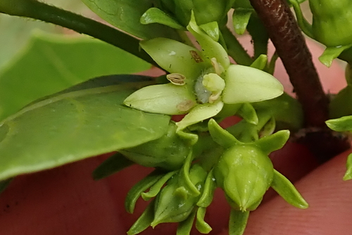 Vangueria venosa