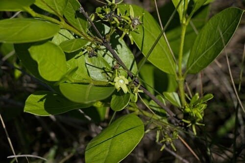 Vangueria venosa (Wild medlar) — photo