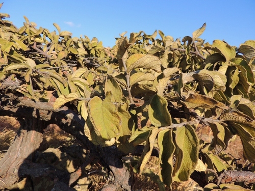 Vangueria vestita (Velvet leaf) — photo
