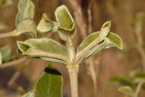 Vangueria vestita (Velvet leaf) — photo