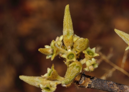 Vangueriopsis lanciflora (Crooked false medlar) — photo