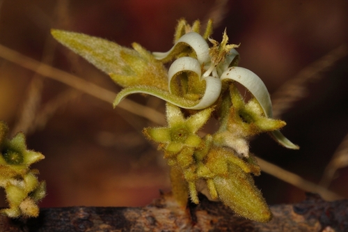 Vangueriopsis lanciflora