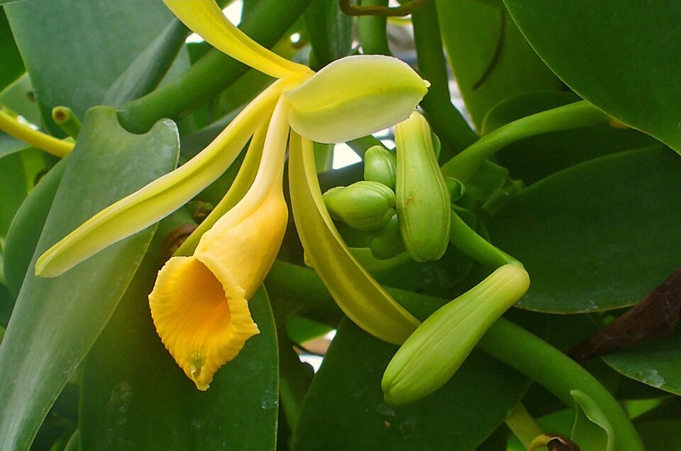 Vanilla abundiflora