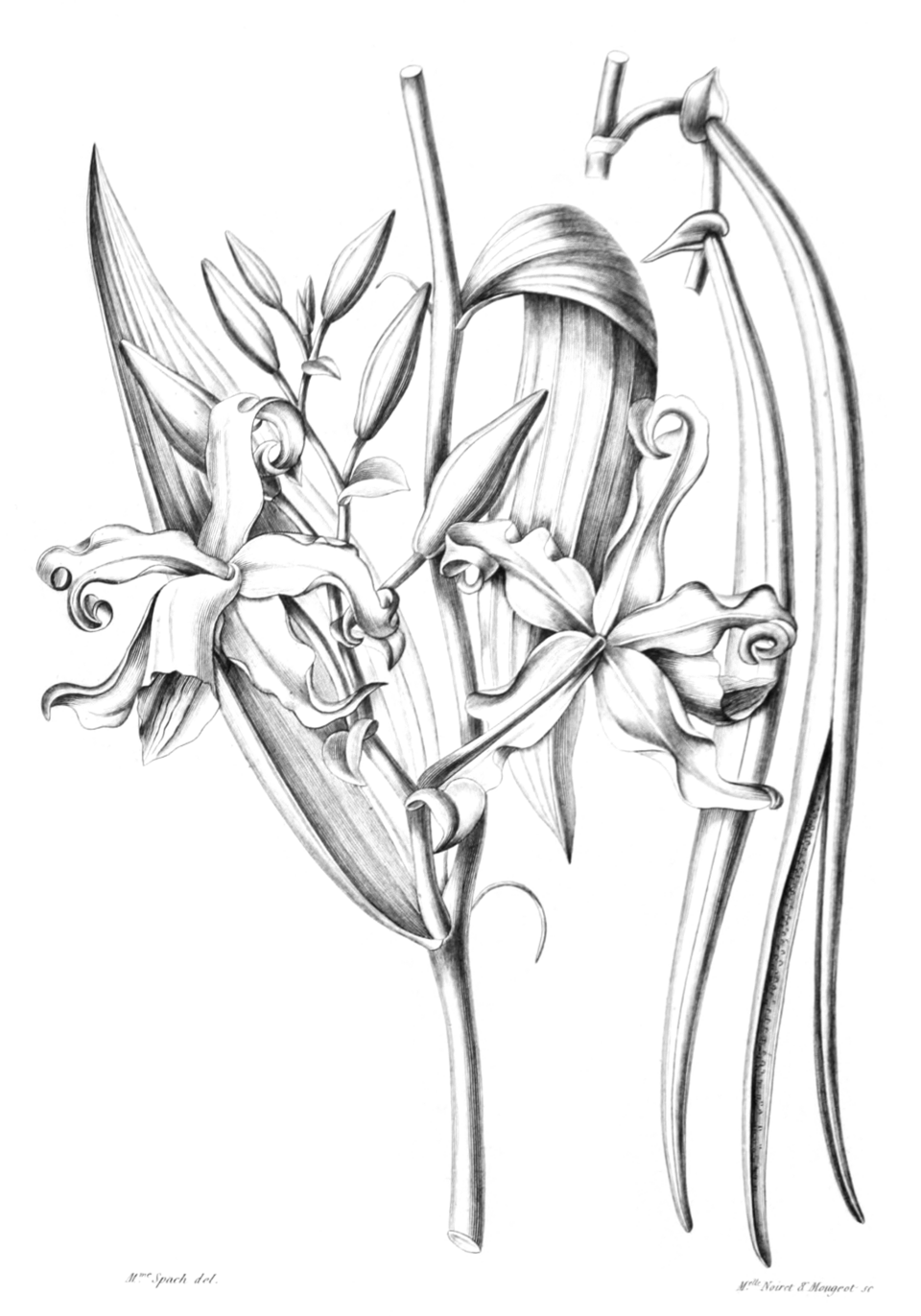 Vanilla aromatica (Vanilla) — photo