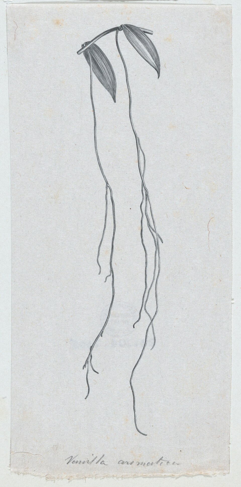 Vanilla aromatica
